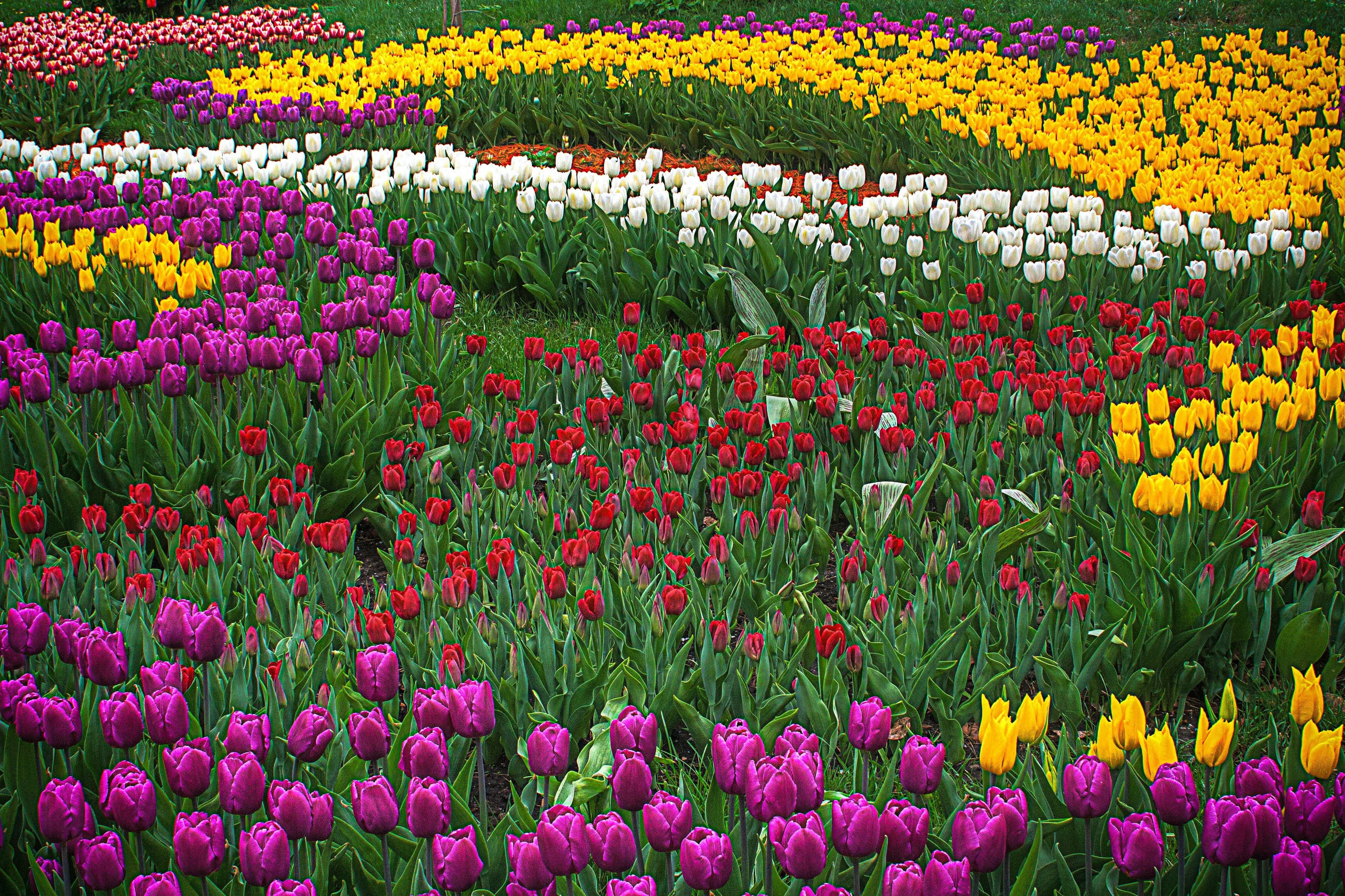 Tulip Garden