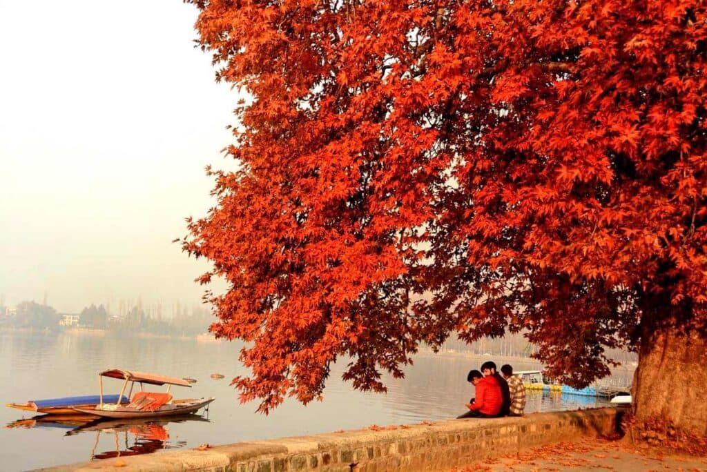Kashmir in Autumn 2026: The Complete Chinar Season Travel Guide.